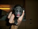 13 Min.old